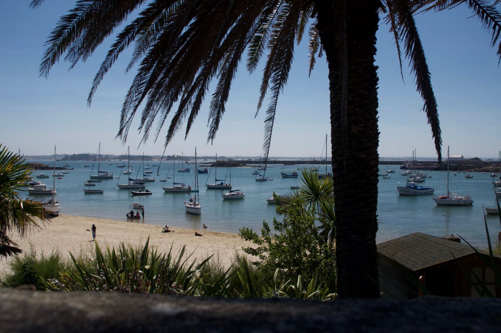 Nikon D90 sample photo. Palm, seaside, sandy beach photography