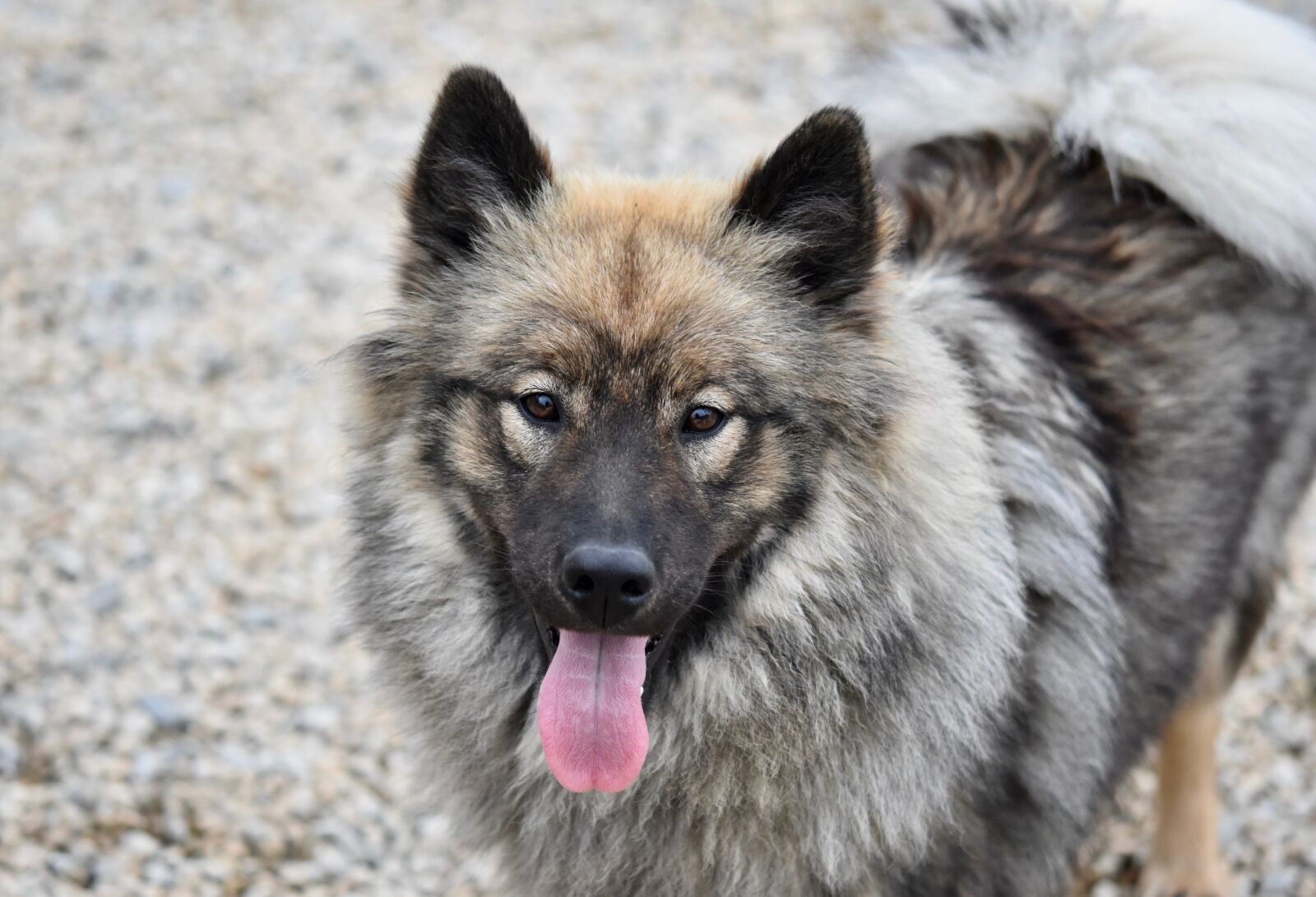Nikon D5600 sample photo. Dog, dog eurasier, female photography