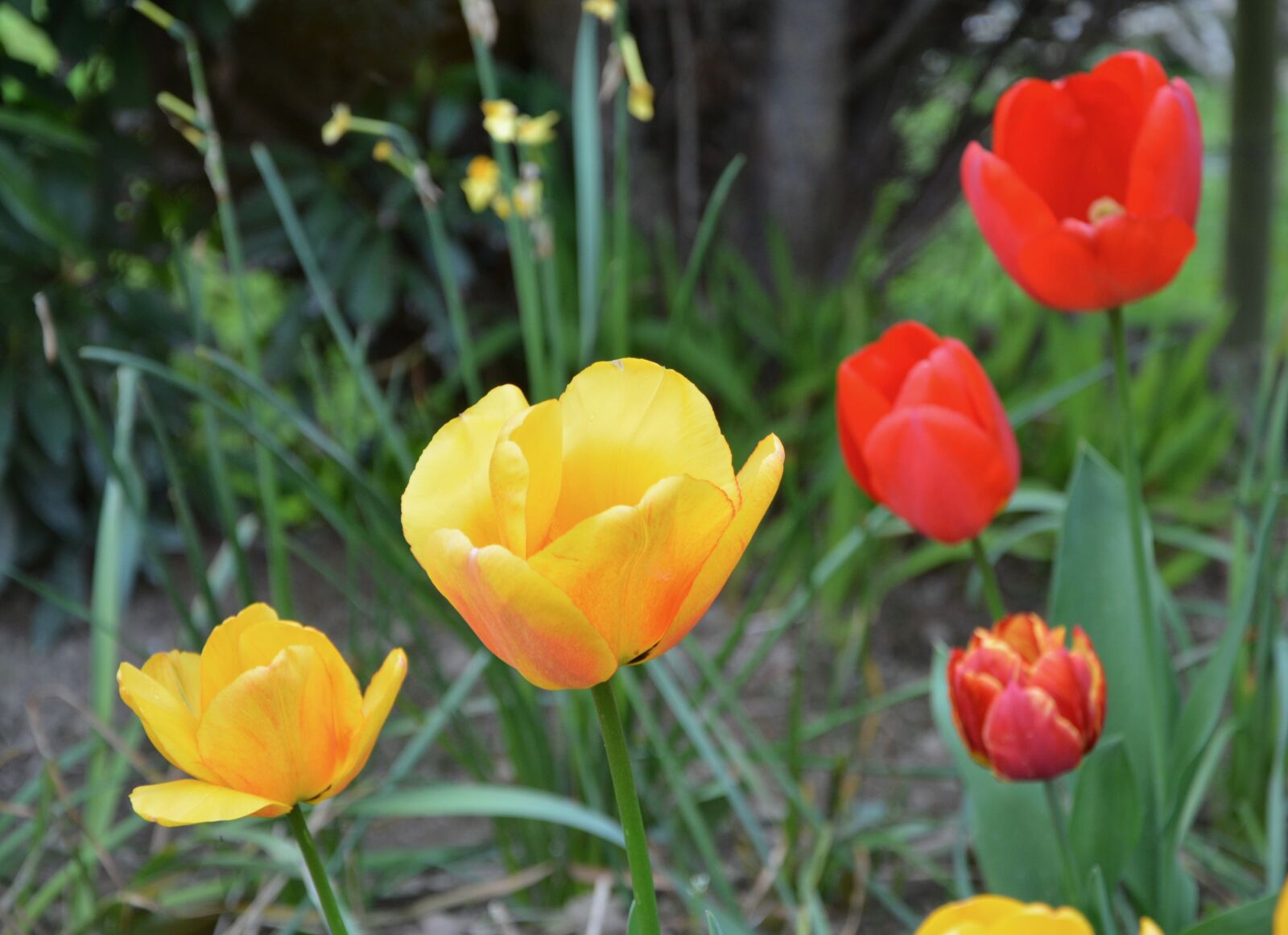 Nikon D5200 sample photo. Tulip, flowering, flowers flowers photography
