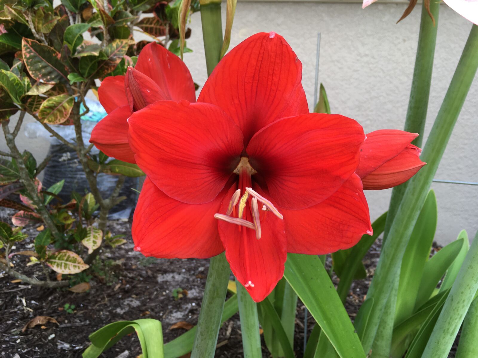 iPhone SE back camera 4.15mm f/2.2 sample photo. Flower, red, lily photography