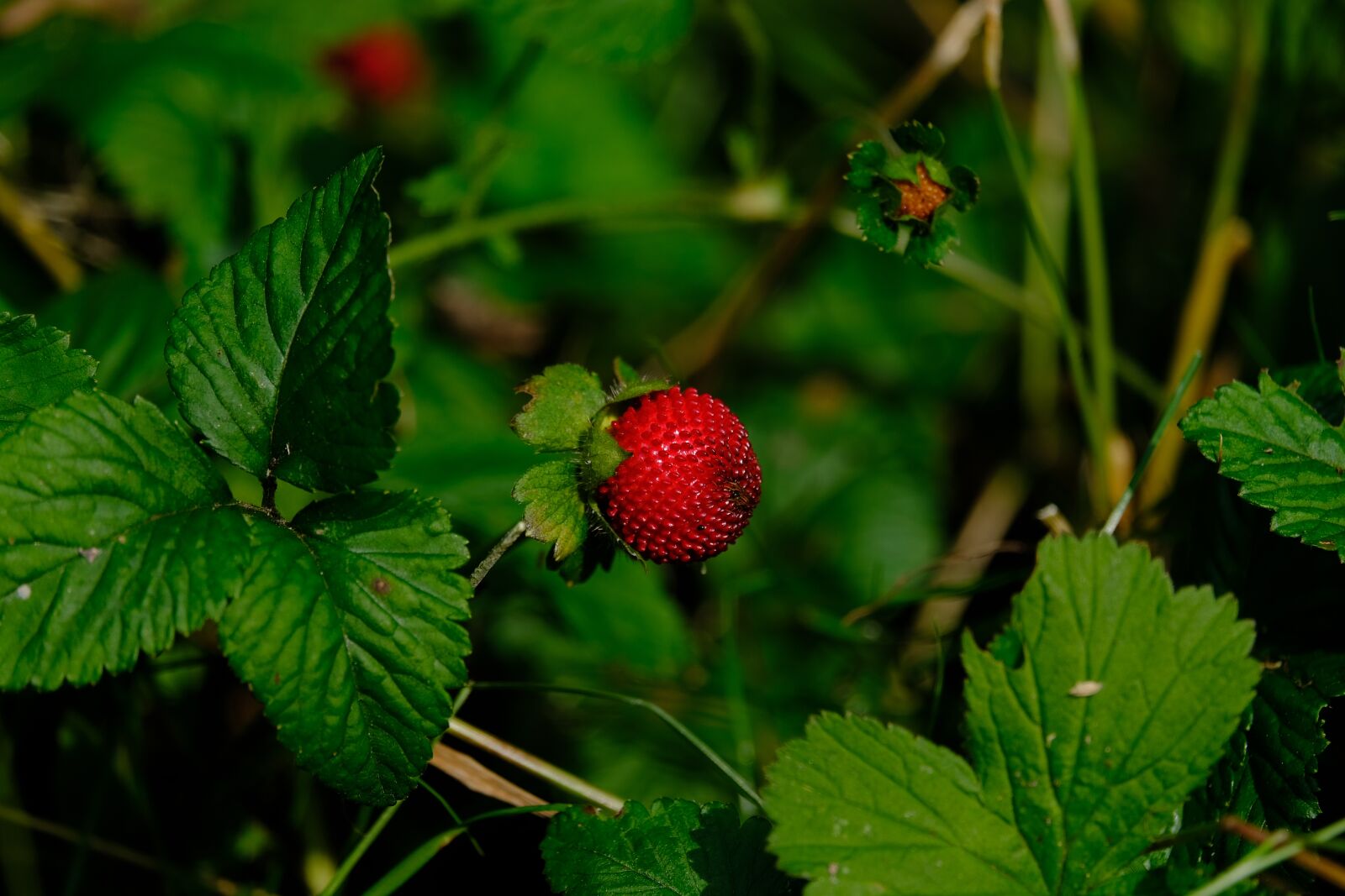 Fujifilm X-T3 sample photo. Indian translucent strawberry, strawberry photography