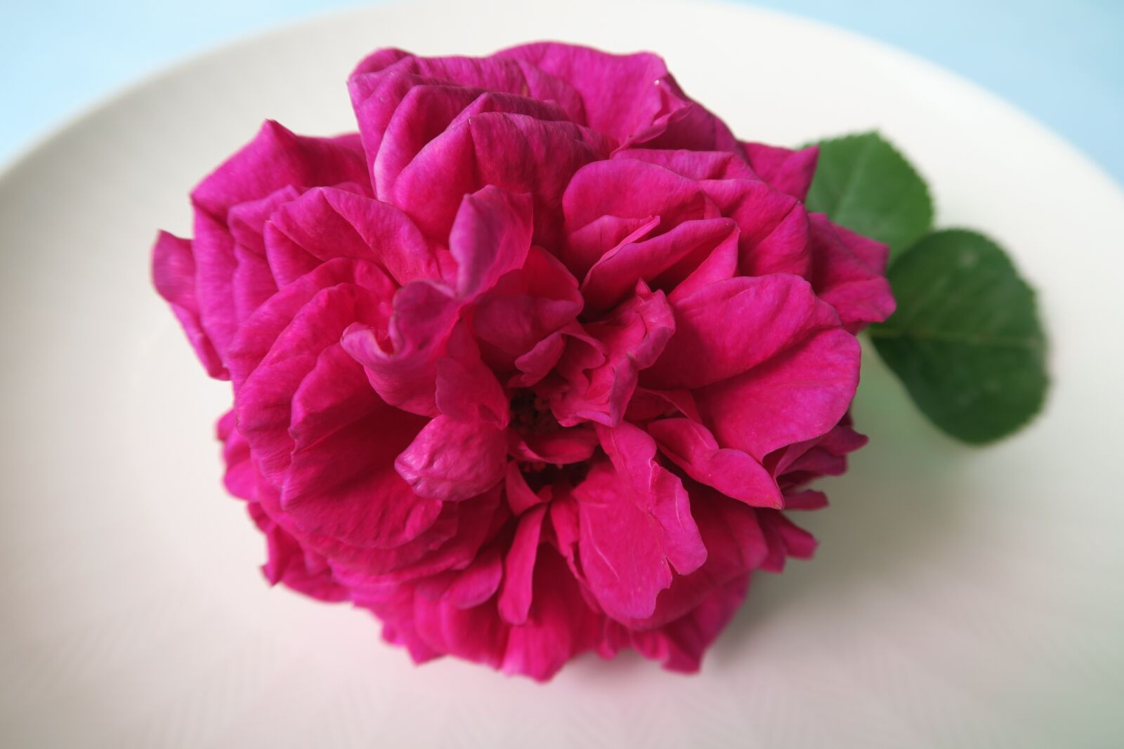Canon PowerShot G7 X sample photo. Rose, petal photography