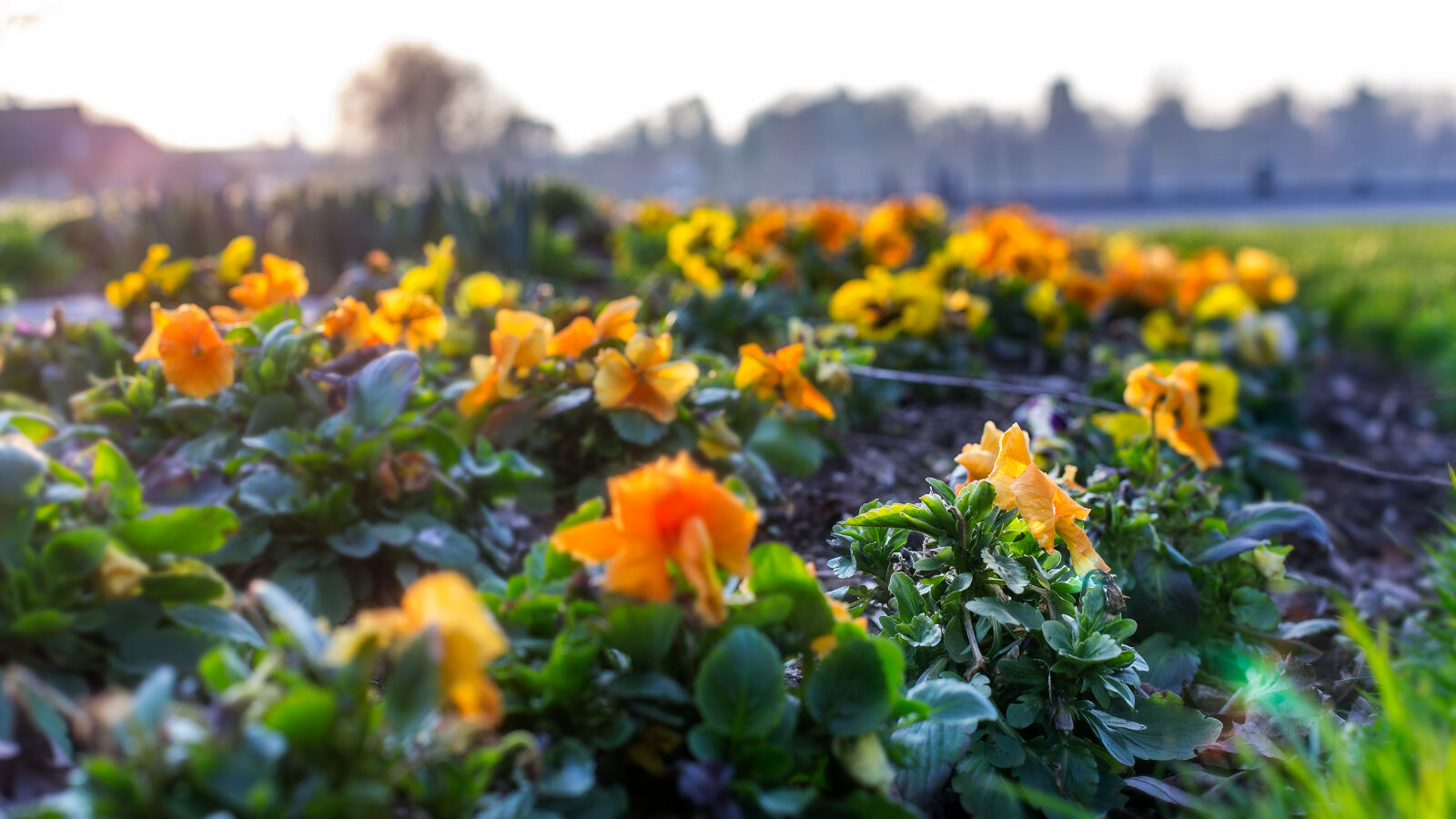 Canon EOS 6D + Canon EF 50mm F1.4 USM sample photo. Beautiful, beautiful, flowers, dof photography