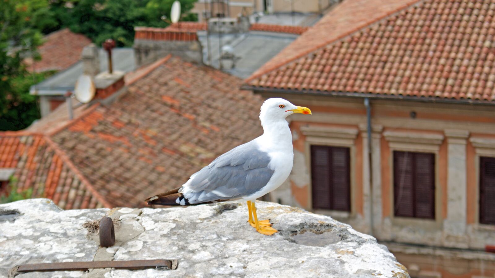 Sony Alpha DSLR-A230 sample photo. Seagull, croatia, bird photography
