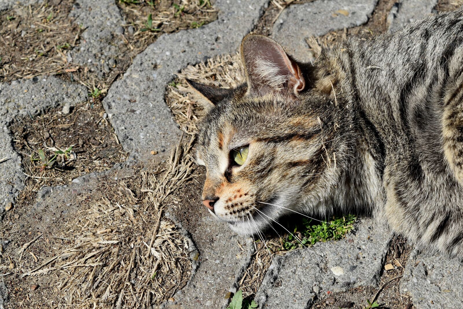 Nikon D5500 sample photo. Animal, tabby cat, pet photography