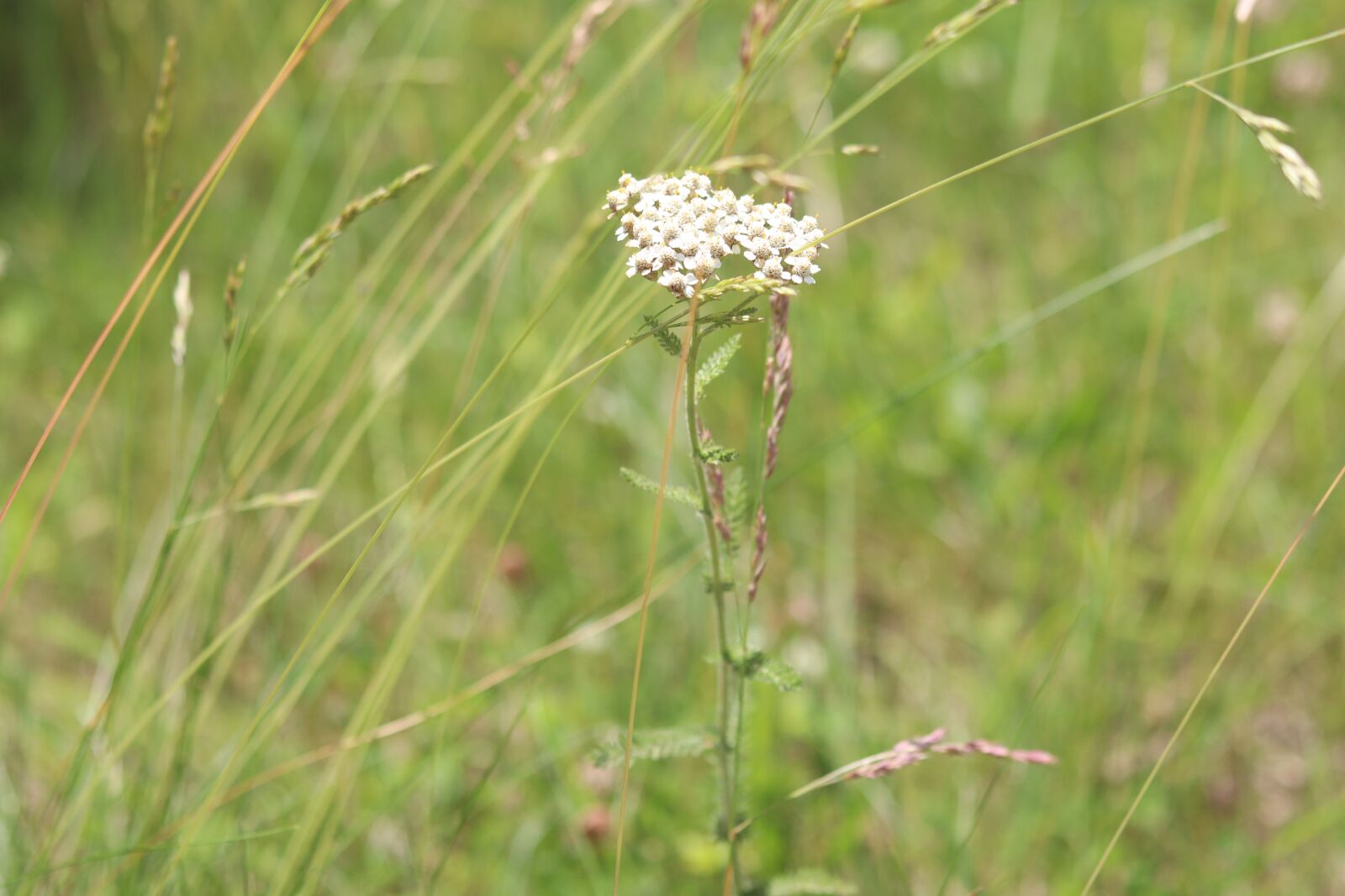 Canon EOS M50 (EOS Kiss M) + Canon EF 50mm F1.8 STM sample photo. Nature, white, wildflower photography