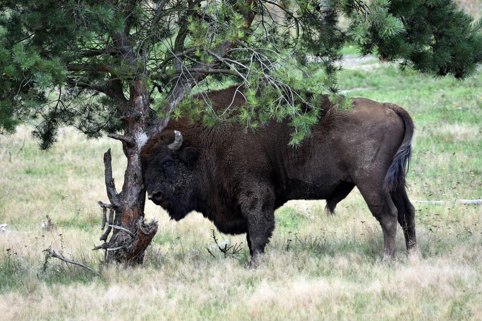 Nikon D3400 sample photo. Bison, animal, wild photography