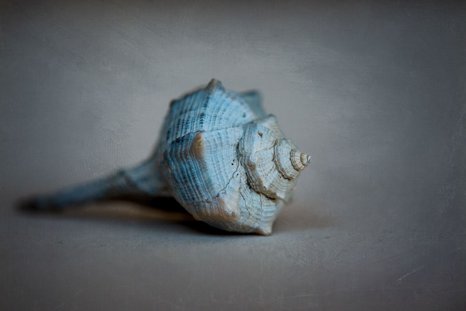 Nikon D750 sample photo. Shell, turquoise, blue photography