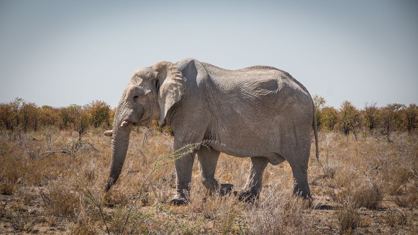 Canon EOS 650D (EOS Rebel T4i / EOS Kiss X6i) sample photo. Namibia, namib, outdoors photography