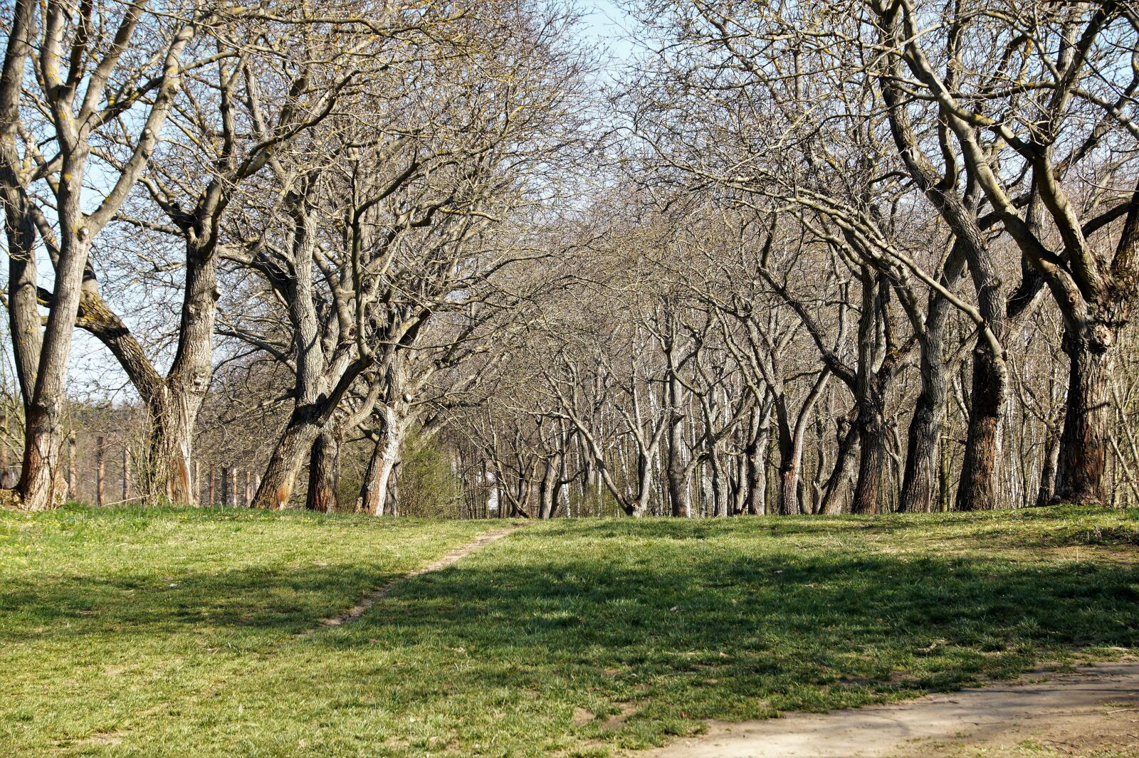 Sony SLT-A58 sample photo. Walnut trees, orechovka, alley photography