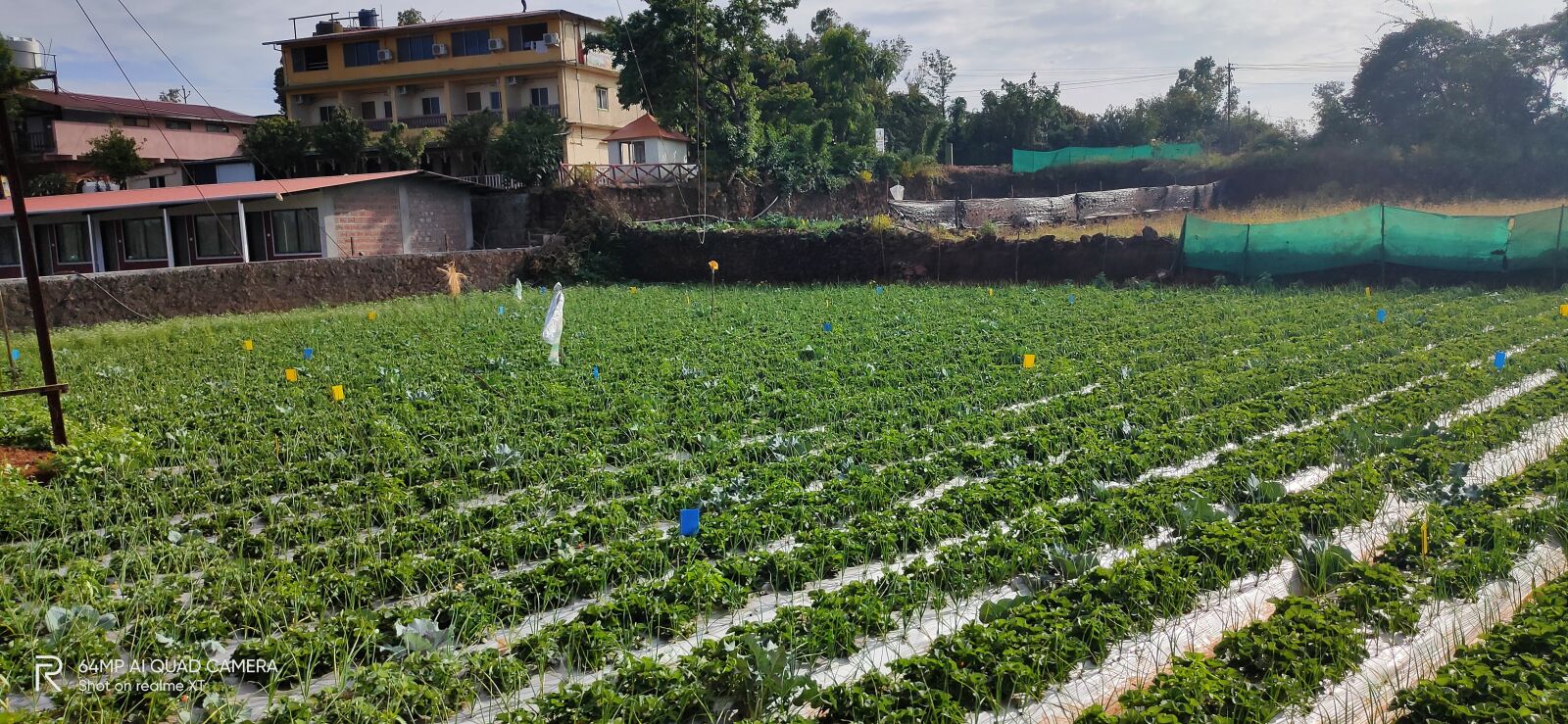 Realme XT sample photo. Nature, mahabaleshwar, hill station photography