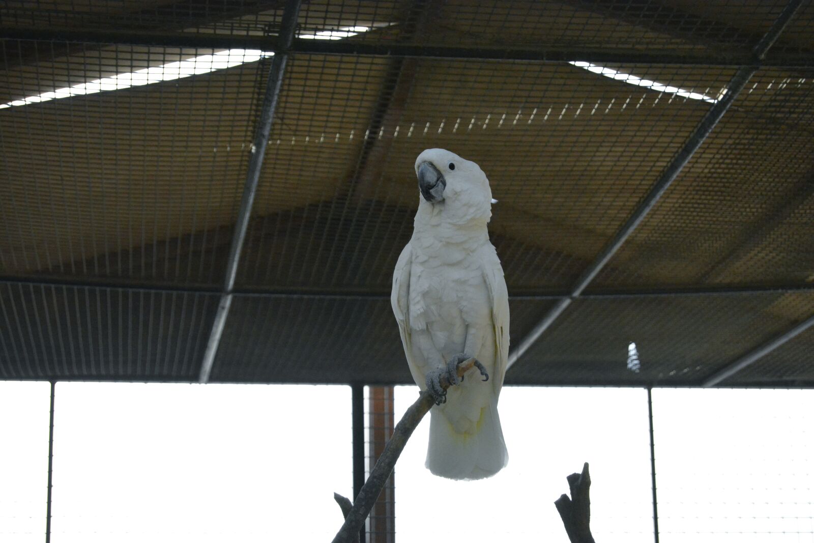 Nikon D5200 sample photo. Parrot, white, beautiful photography