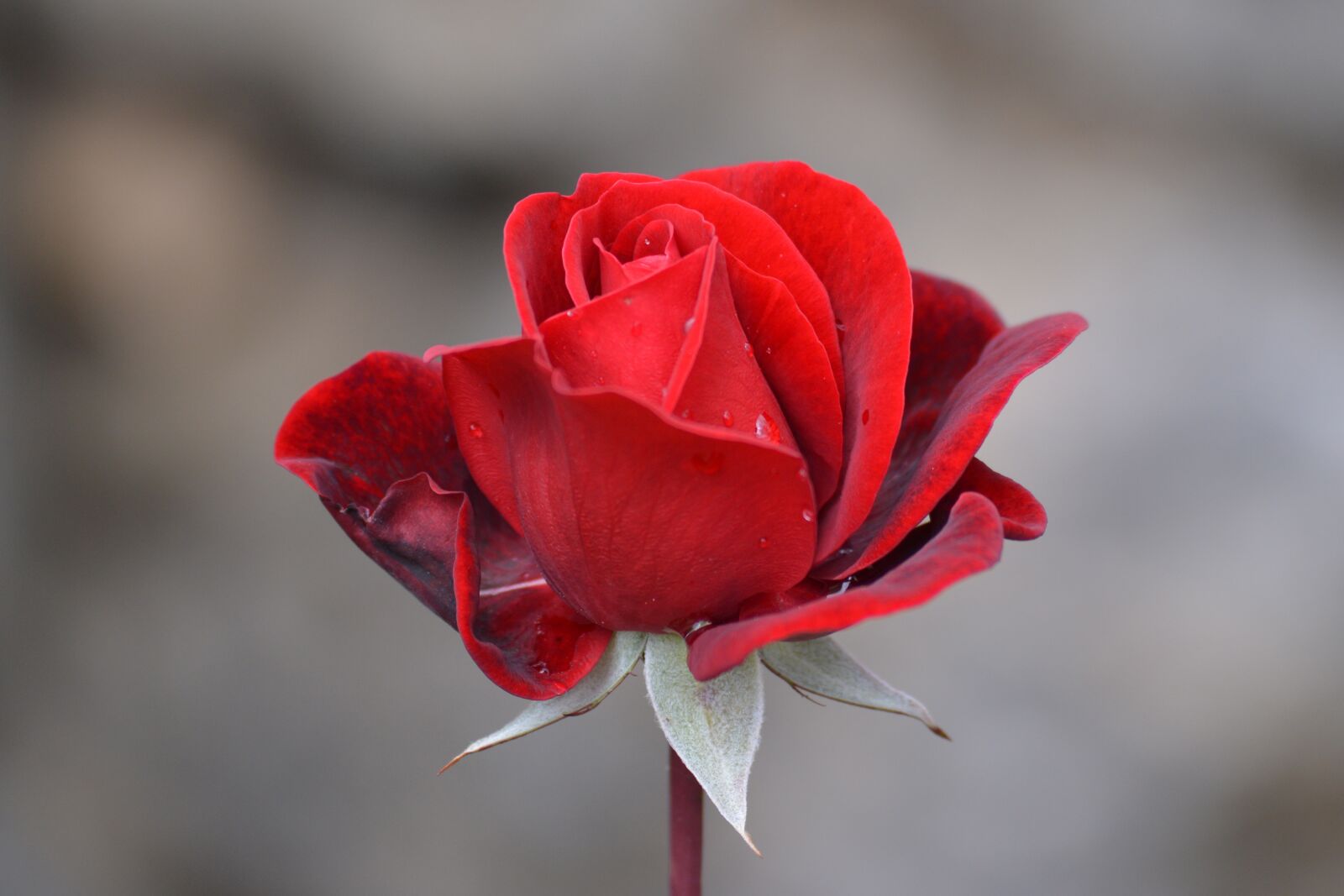 Nikon D3200 sample photo. Nature, flower, rose photography