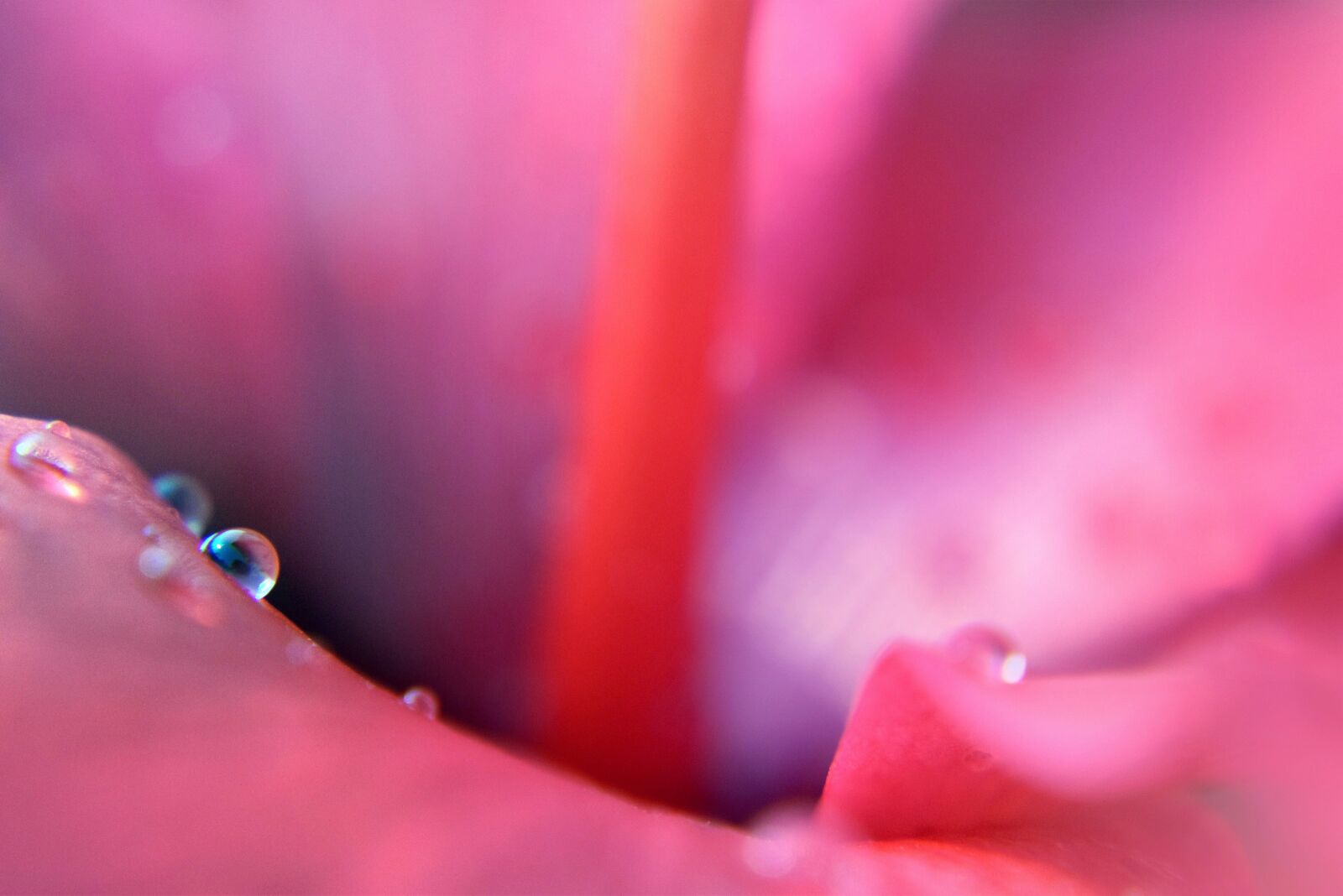 Nikon D5300 sample photo. Flower, petals, water photography