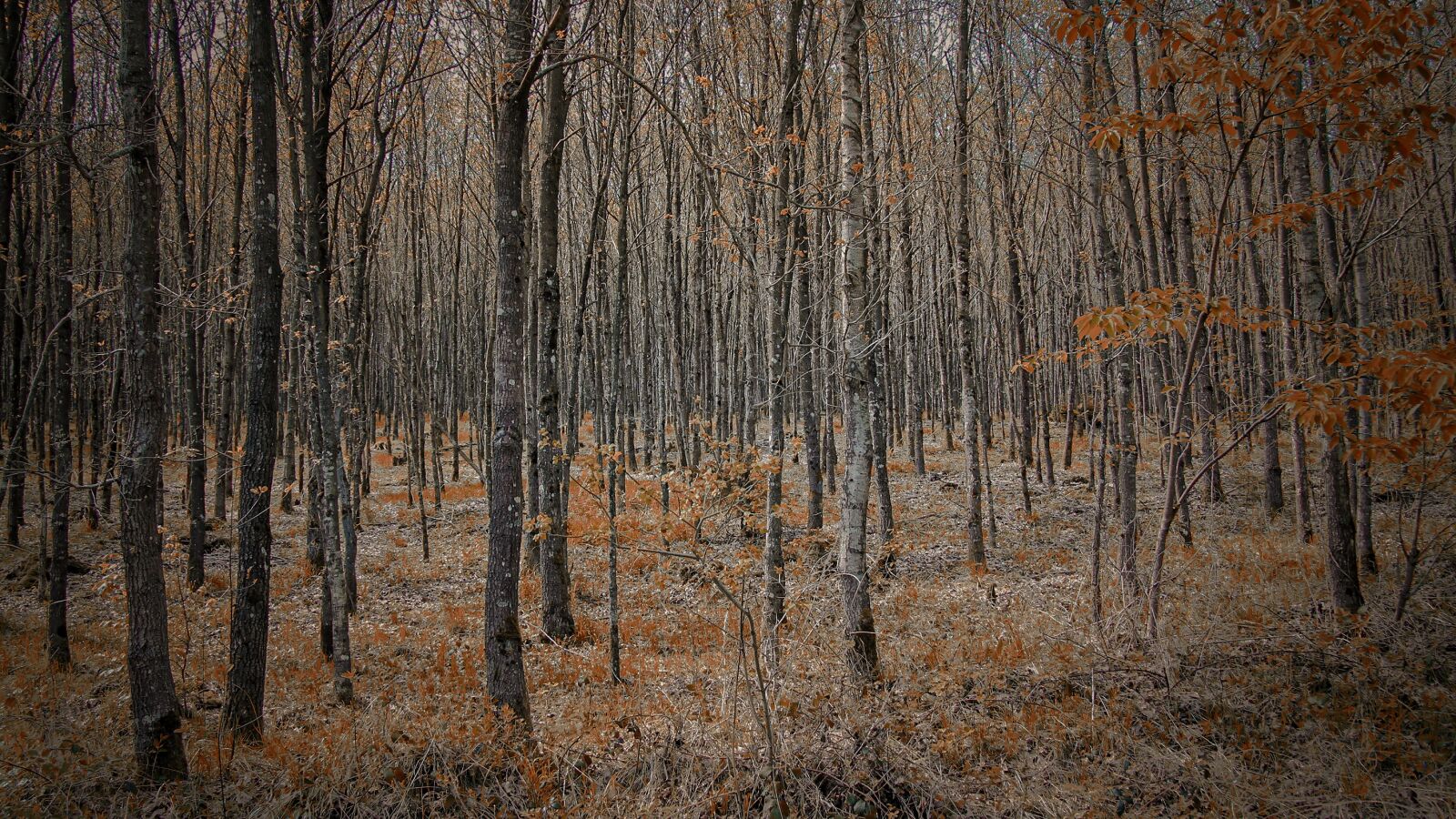 Canon EF-S 17-85mm F4-5.6 IS USM sample photo. Forest, trees, nature photography