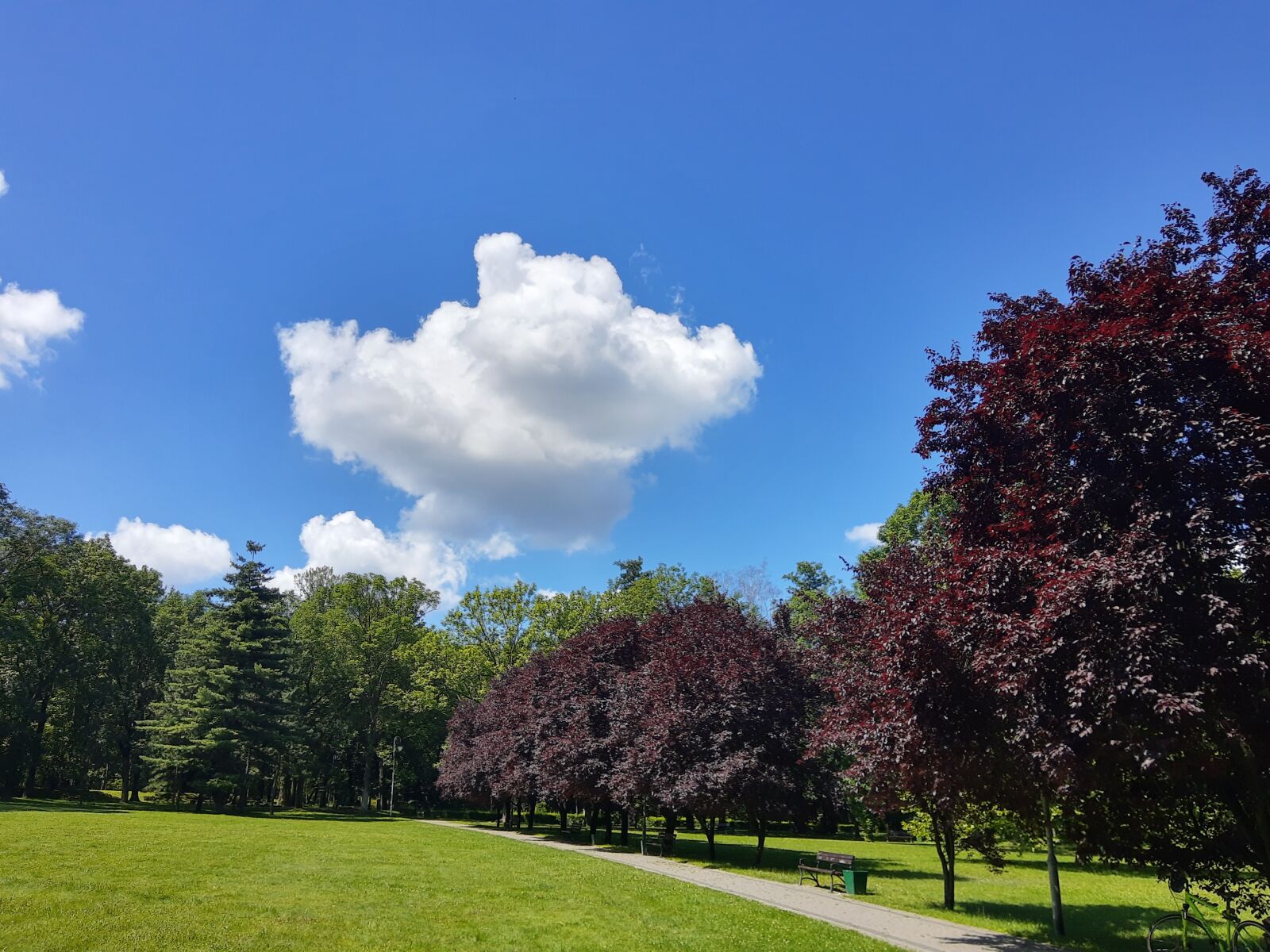 Motorola ONE ACTION sample photo. Clouds, sky, tree photography