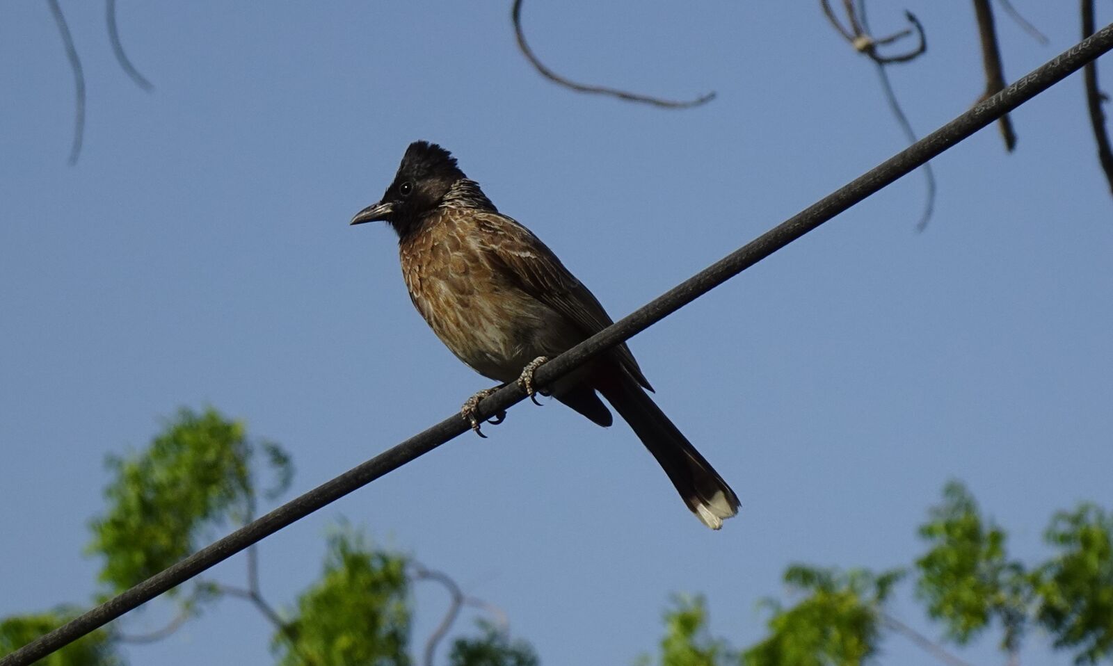 Sony DSC-WX800 sample photo. Bird, red-vented bulbul, pycnonotus photography