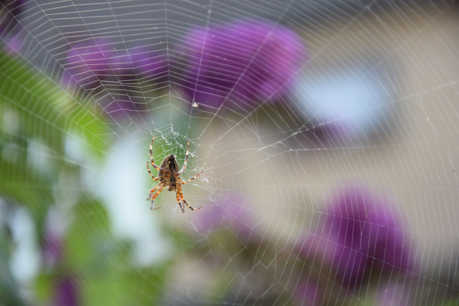 Nikon D3300 sample photo. Spin, web, garden photography