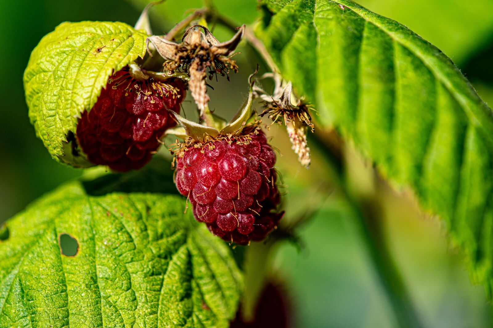 TAMRON SP 180mm F3.5 Di MACRO 1:1 B01N sample photo. Raspberries, fruit, vitamins photography