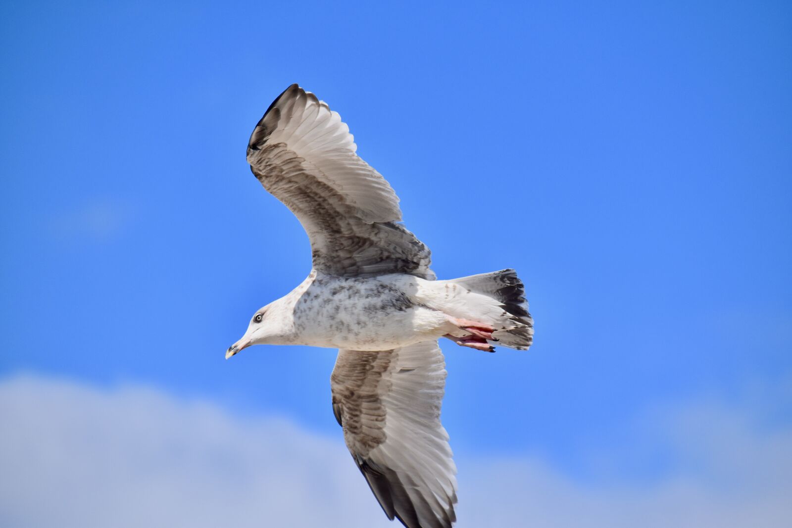 Nikon D5600 sample photo. Gull, gull grey, a photography