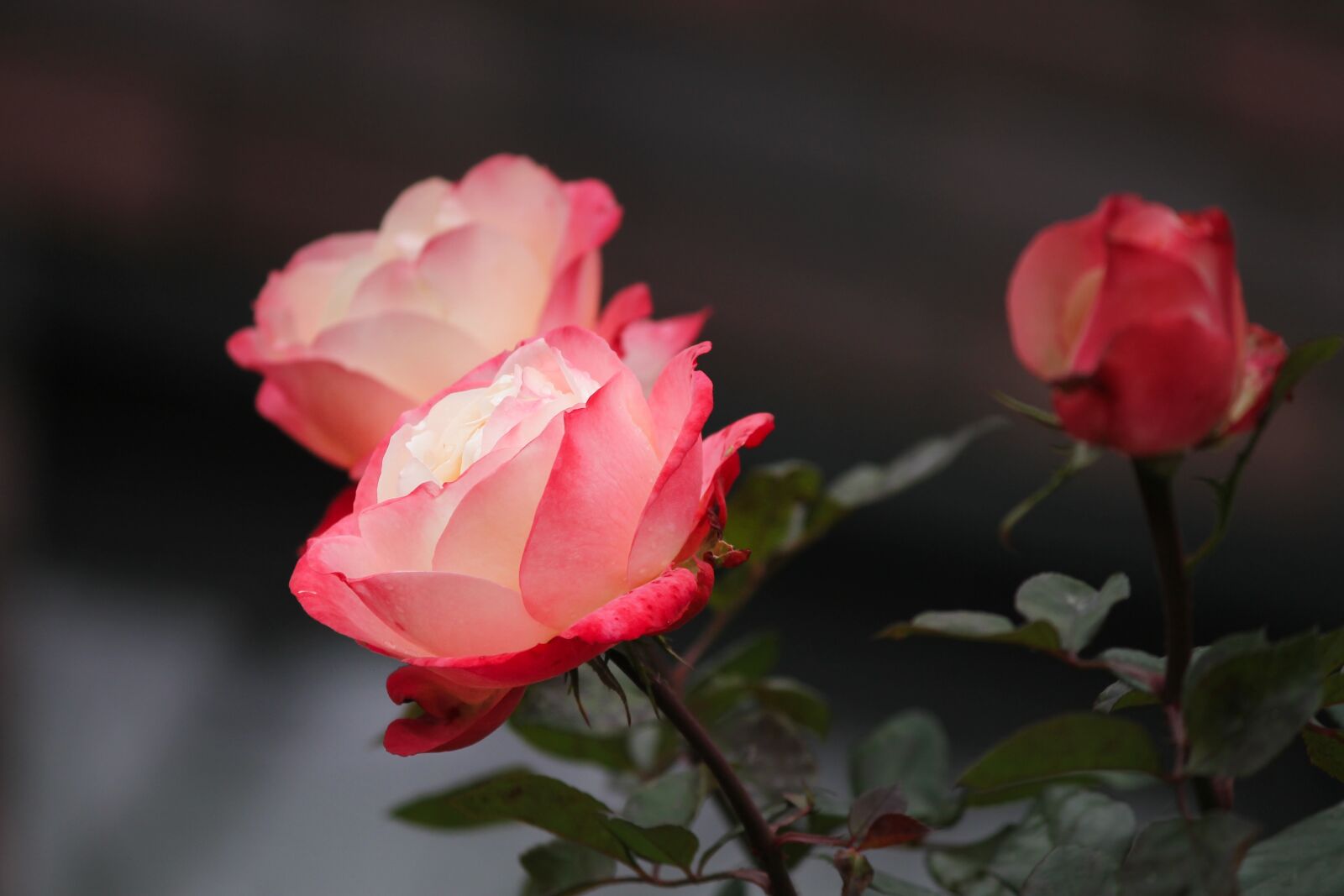 Canon EOS 1100D (EOS Rebel T3 / EOS Kiss X50) sample photo. Rose, rose petals, petals photography
