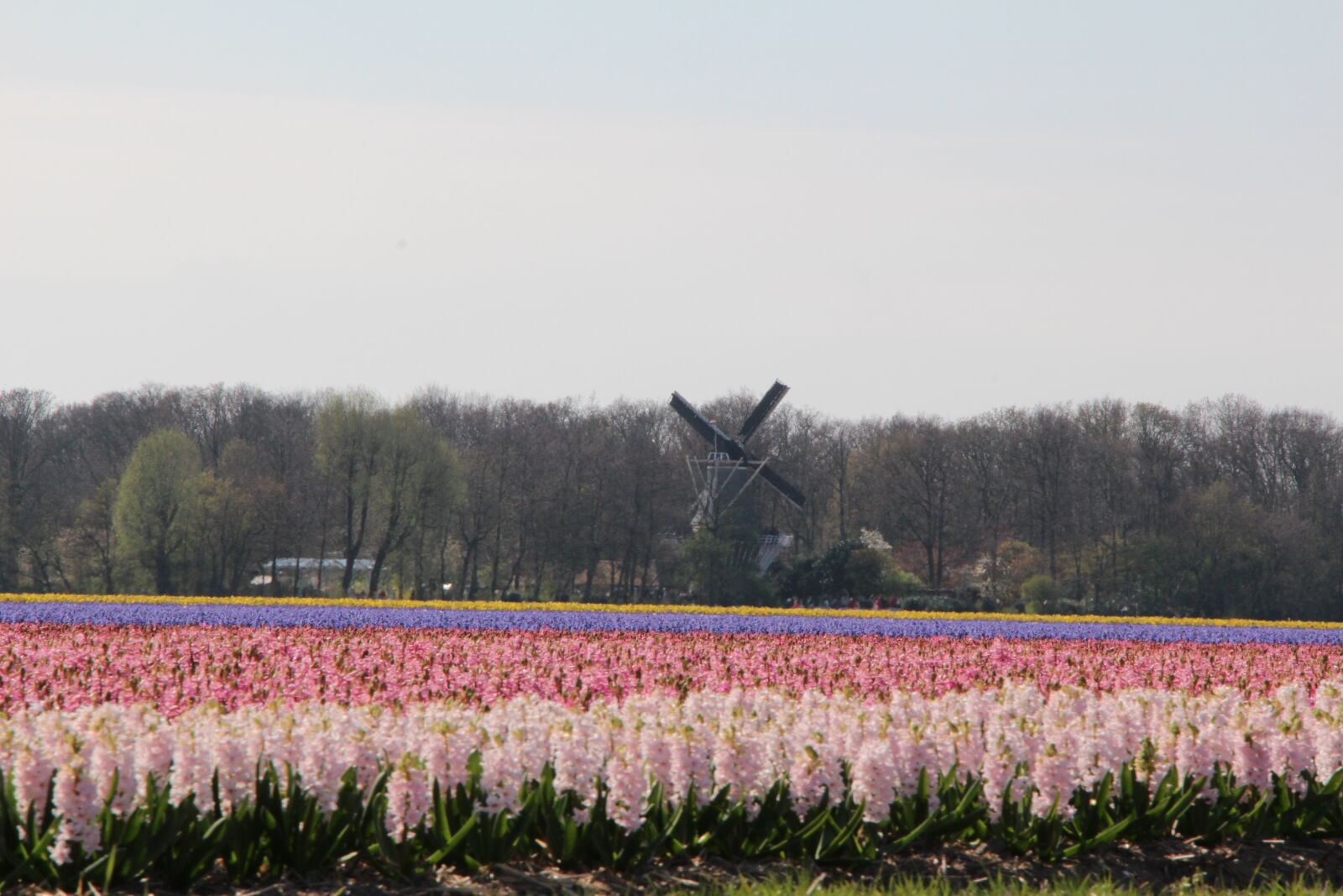 Canon EOS 650D (EOS Rebel T4i / EOS Kiss X6i) sample photo. Nature, landscape, flower photography