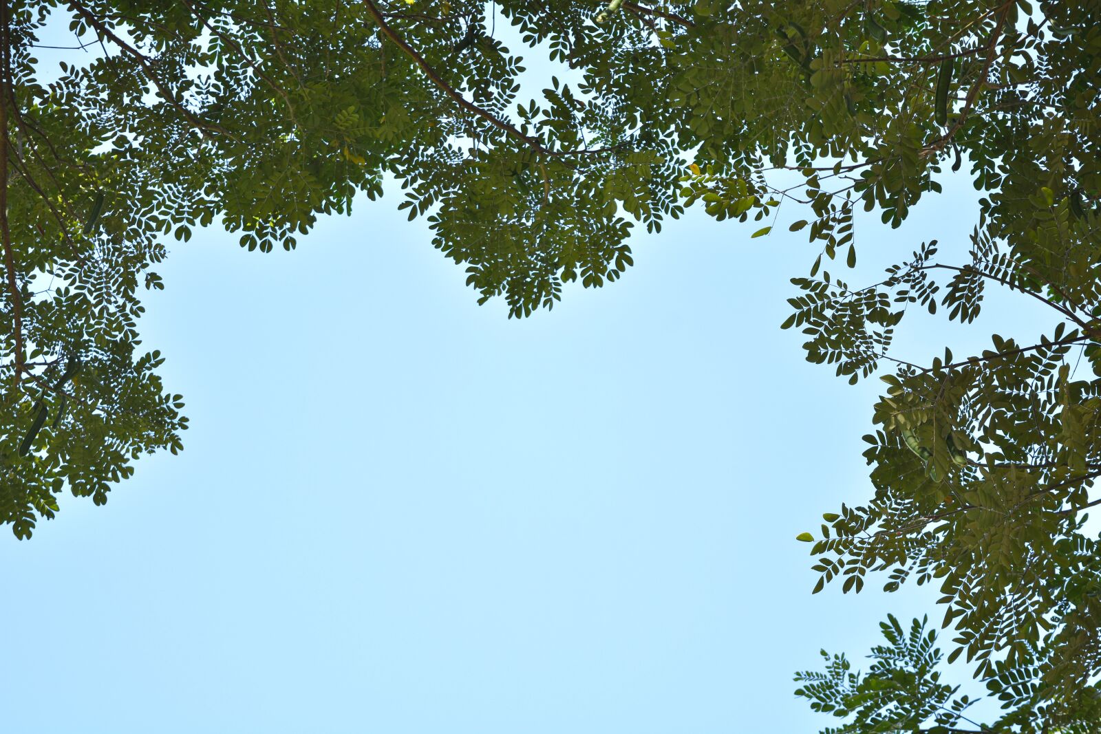 Nikon D7100 sample photo. Sky tree, natural, tree photography
