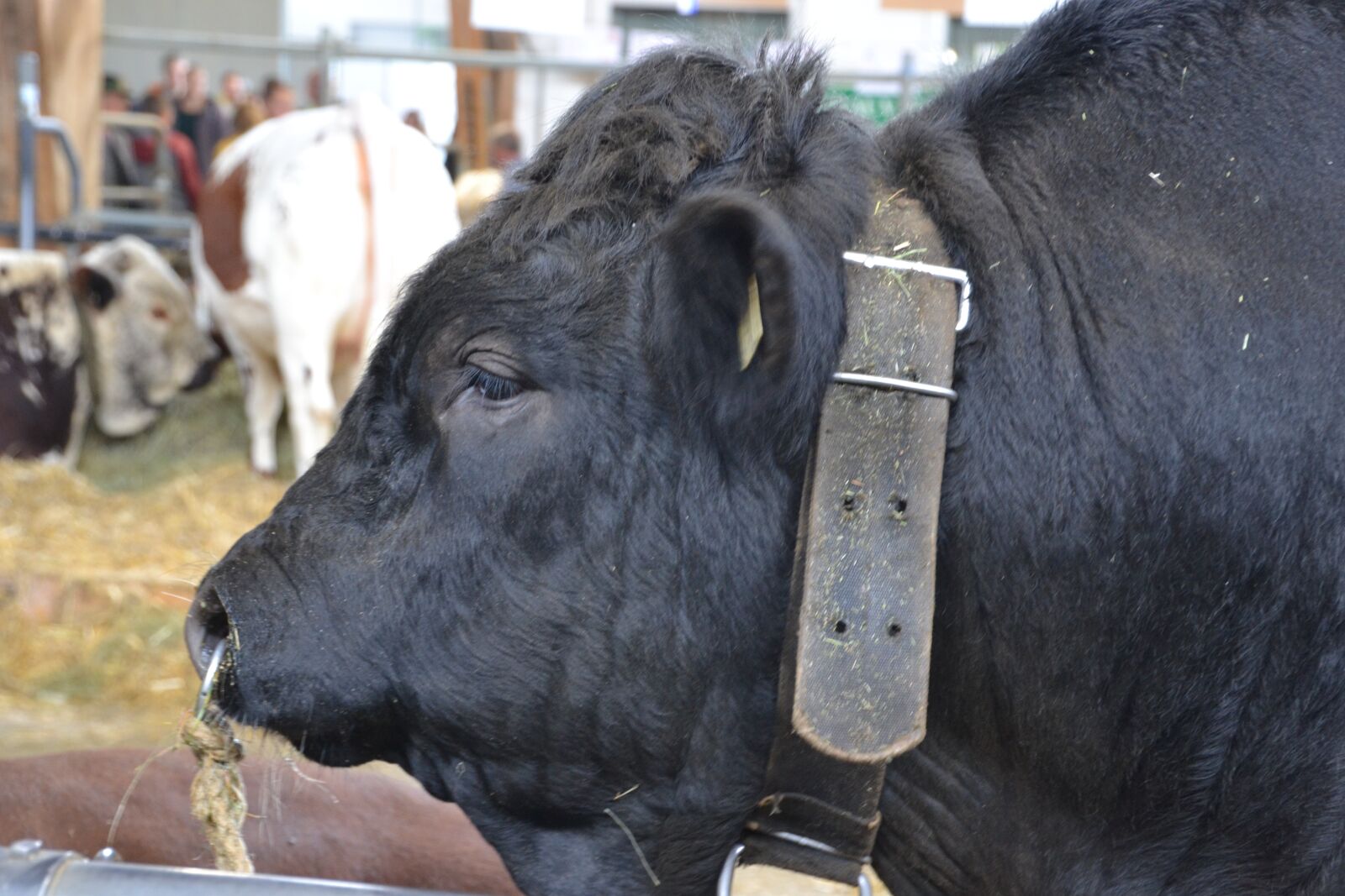 Nikon D3100 sample photo. Animal, bull, beef photography