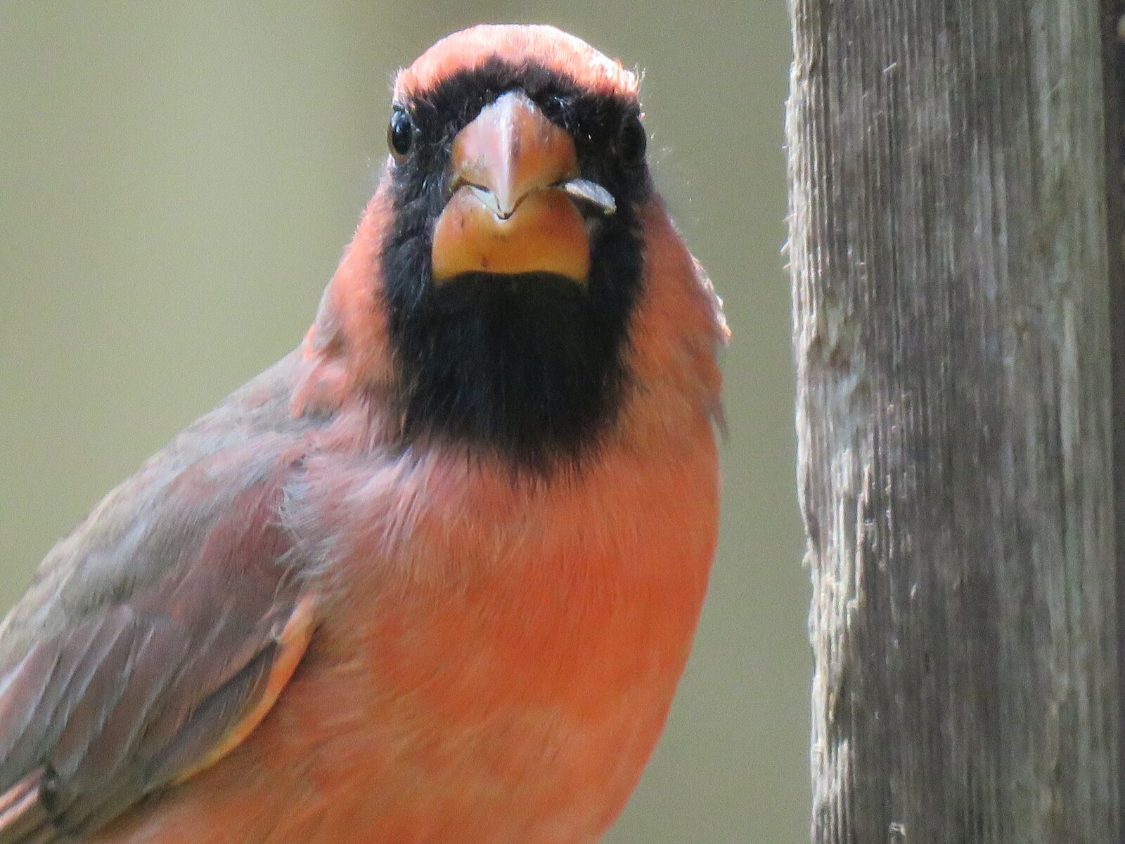 Canon PowerShot SX60 HS sample photo. Bird, close up, mature photography