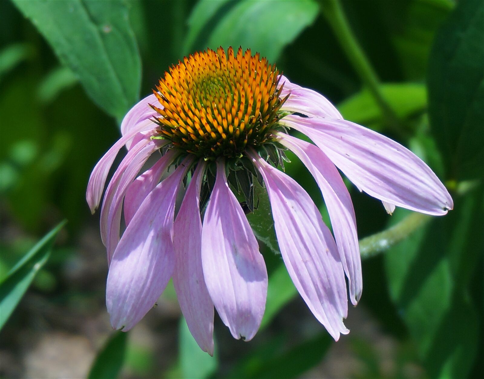 Sony Alpha NEX-5T sample photo. Echinacea fully open, echinacea photography