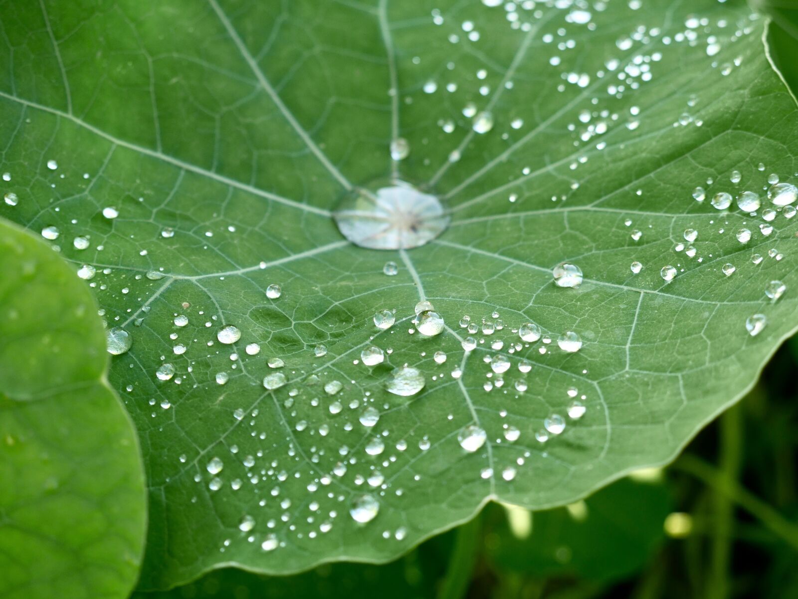 Panasonic Lumix DMC-GX7 sample photo. Leaves, drip, drop of photography