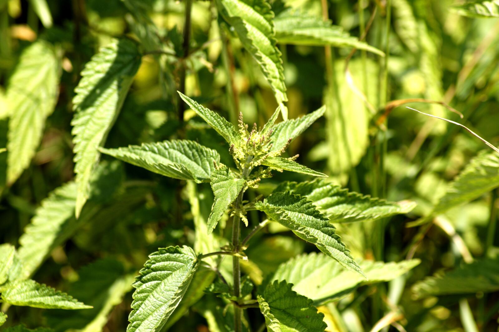 Sony SLT-A58 sample photo. Brennessel, weed, herbs photography