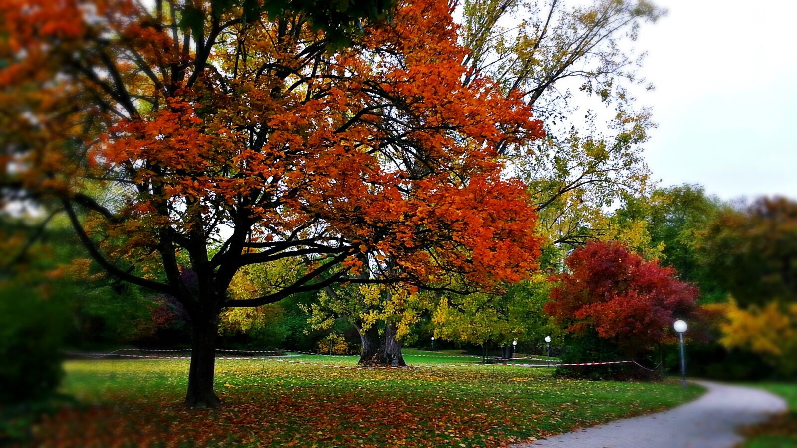Samsung Galaxy S3 sample photo. Autumn, foliage, tree photography