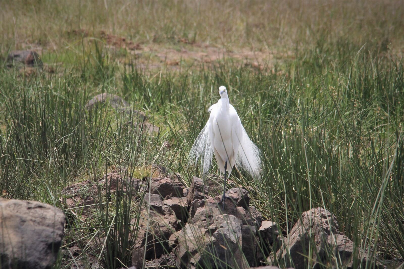 Canon EOS 60D sample photo. Egret, delicate, wings photography