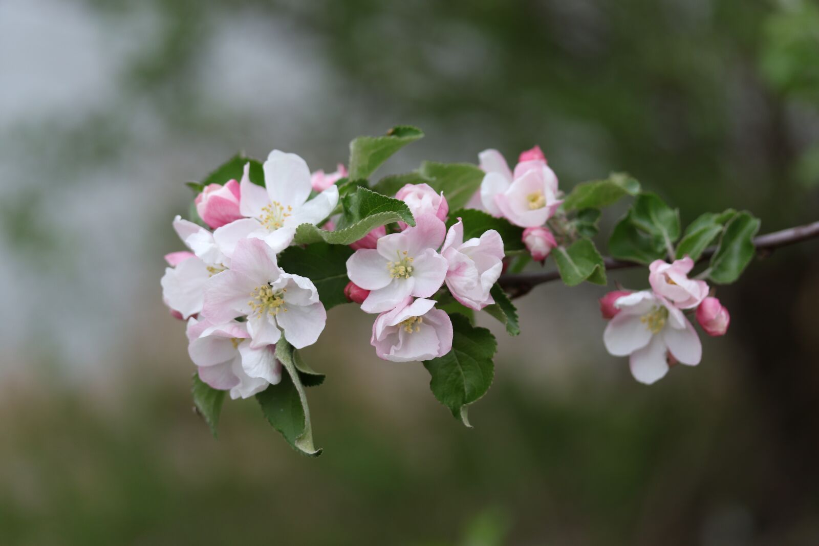 Canon EF-S 60mm F2.8 Macro USM sample photo. Flowers, white, casey photography