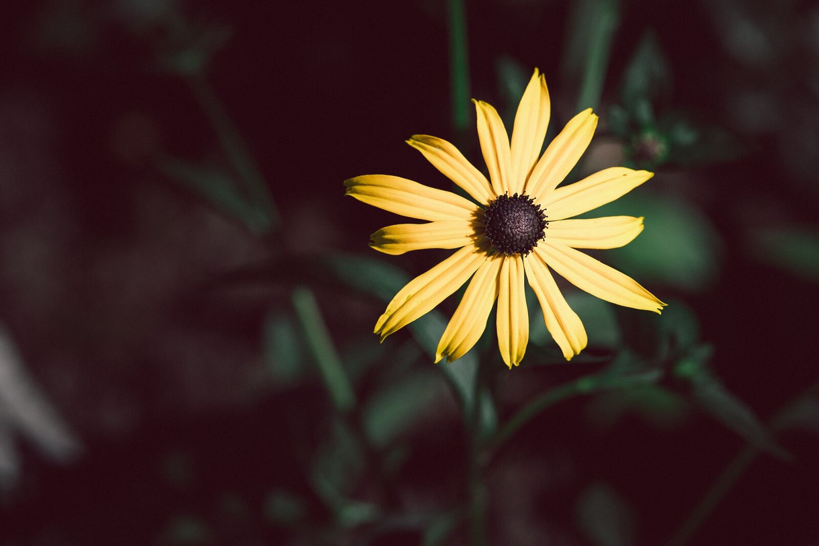 Nikon D750 sample photo. Flower, coneflower, yellow photography