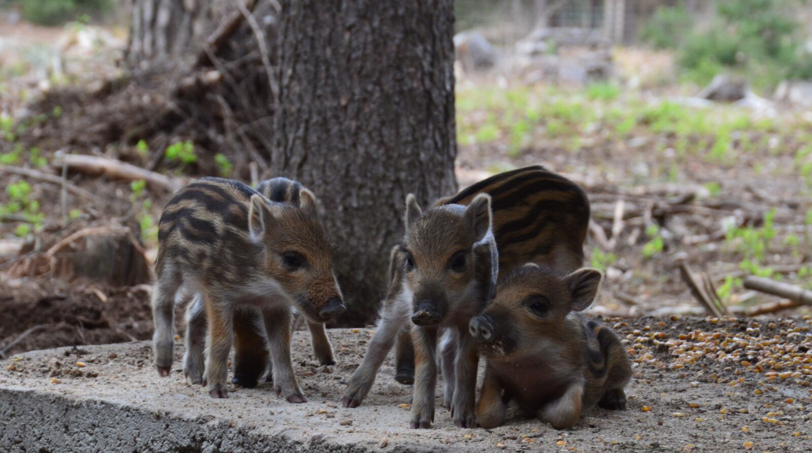 Nikon D3200 sample photo. Hog wild, wild boar photography