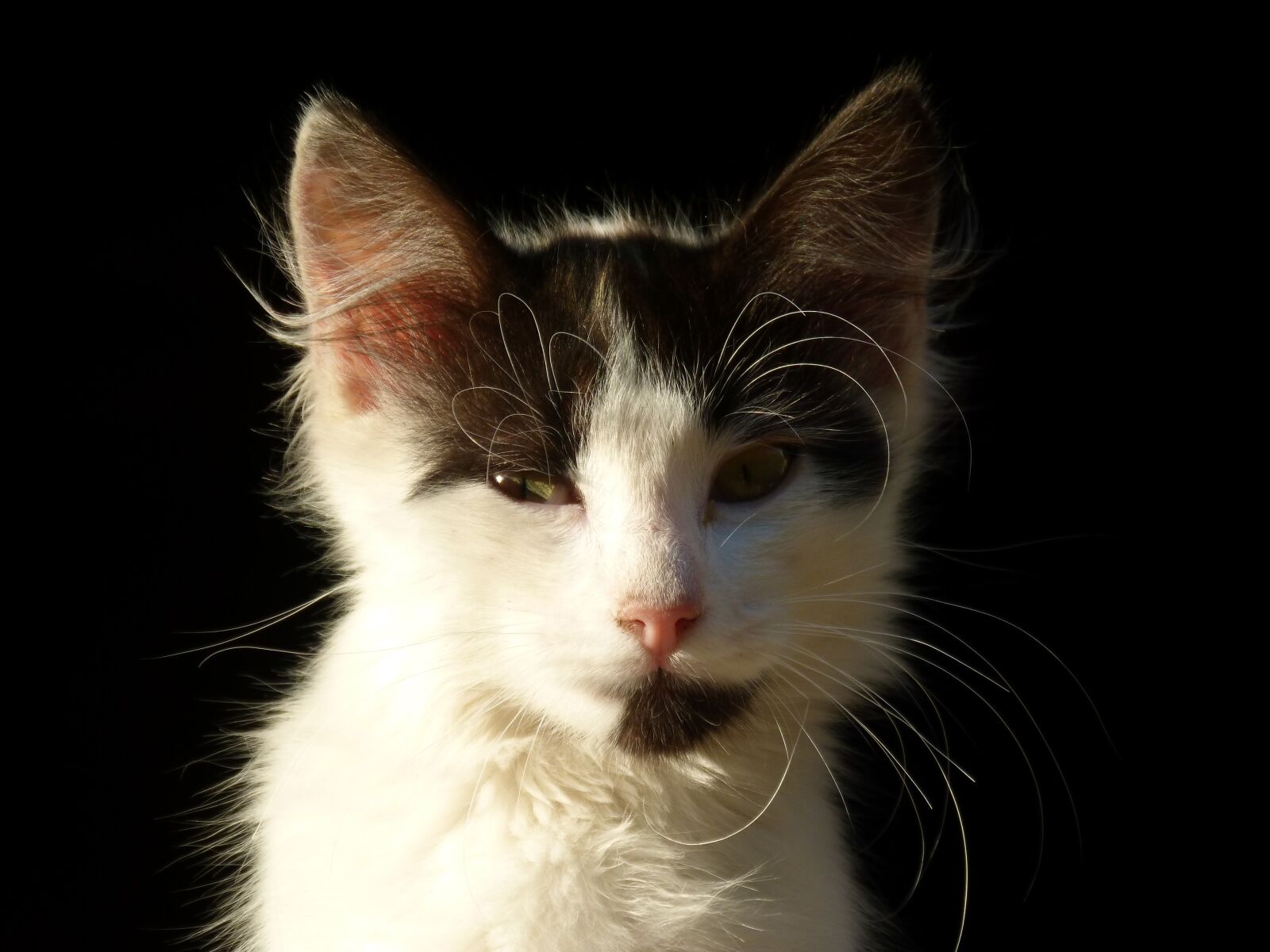 Panasonic DMC-FZ62 sample photo. Cat, black background, kitten photography