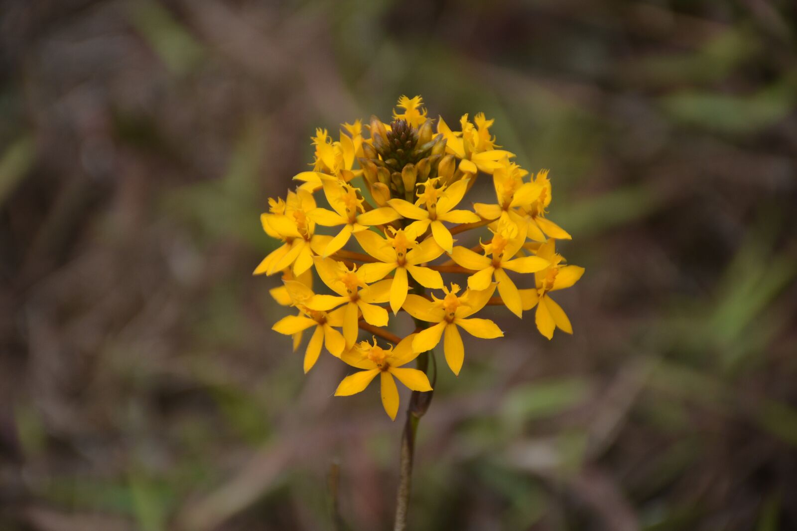 Nikon D7100 sample photo. Flower, bloom, yellow photography