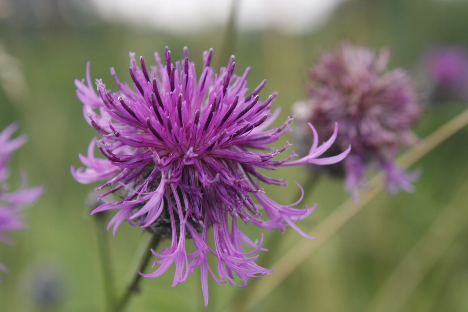 Canon EOS 40D sample photo. Meadow, flowers, the beasts photography