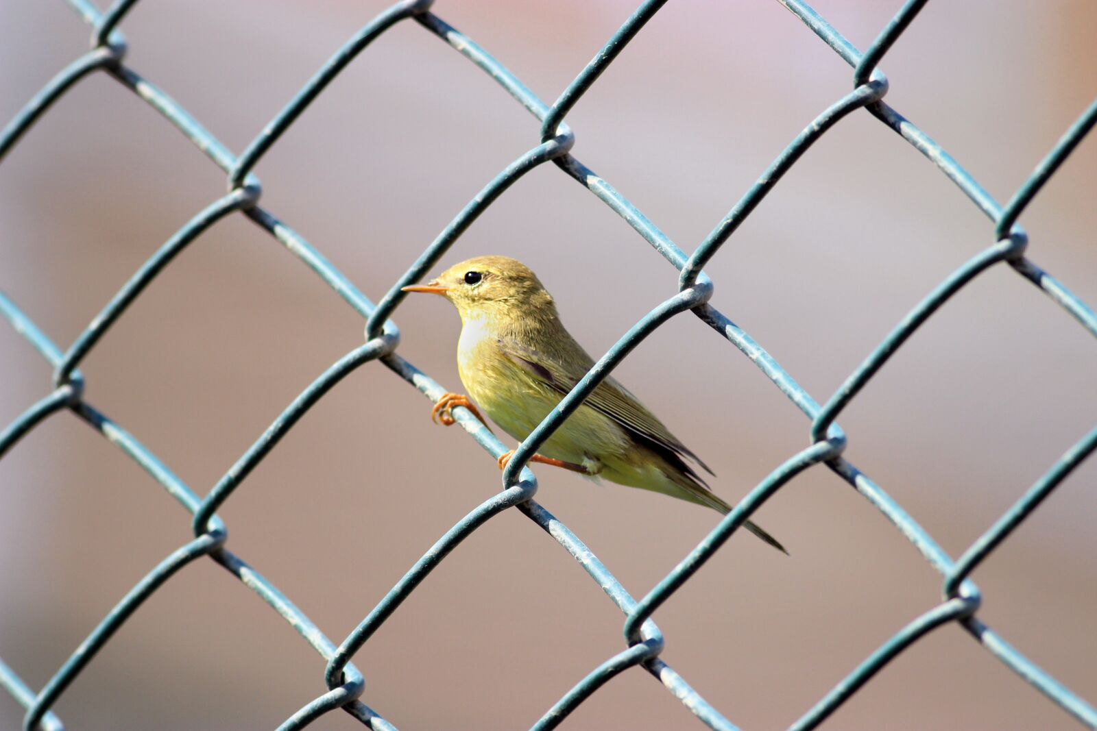 Canon EF 400mm F5.6L USM sample photo. The ivgin, common warbler photography