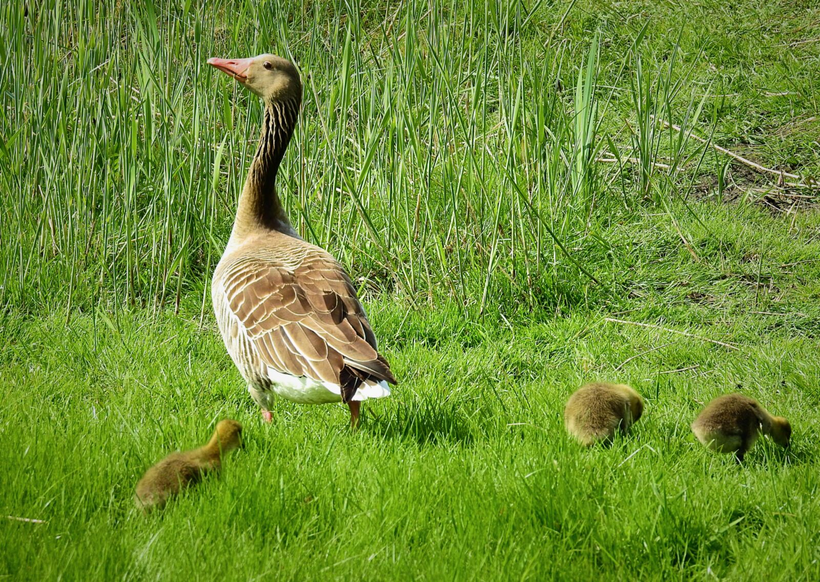 Nikon Coolpix P900 sample photo. Birds, nature, animals photography