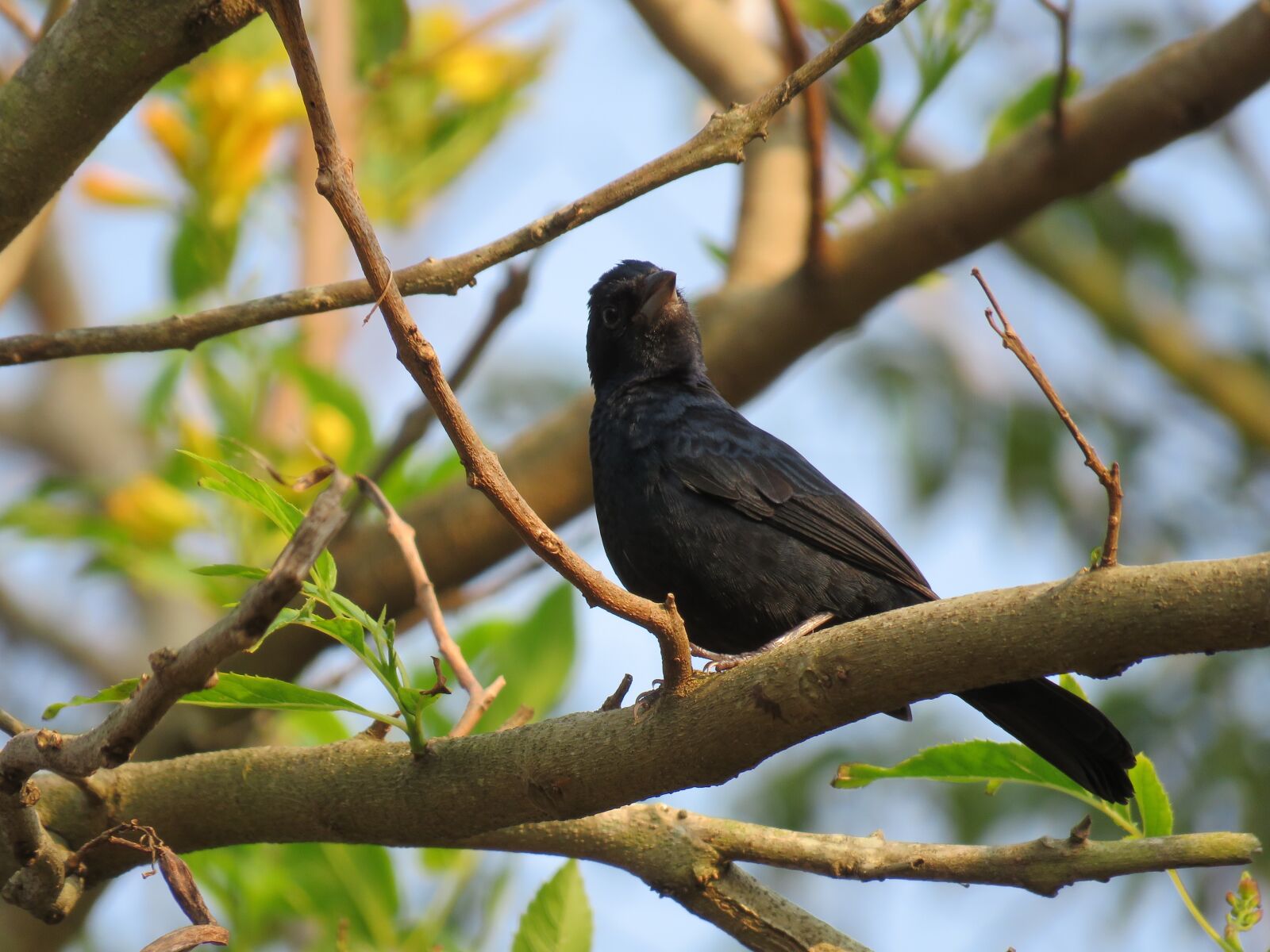 Canon PowerShot SX60 HS sample photo. Bird, nature, animal photography