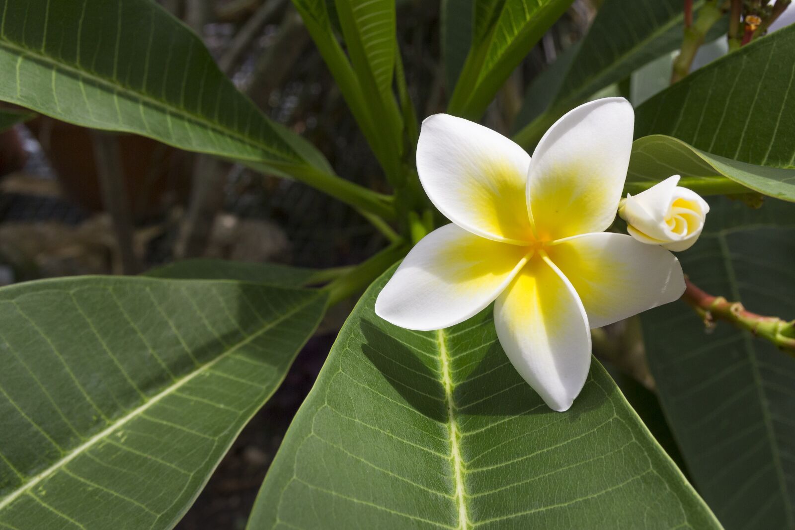 Canon EOS 600D (Rebel EOS T3i / EOS Kiss X5) sample photo. Flower, tropical, plumeria photography