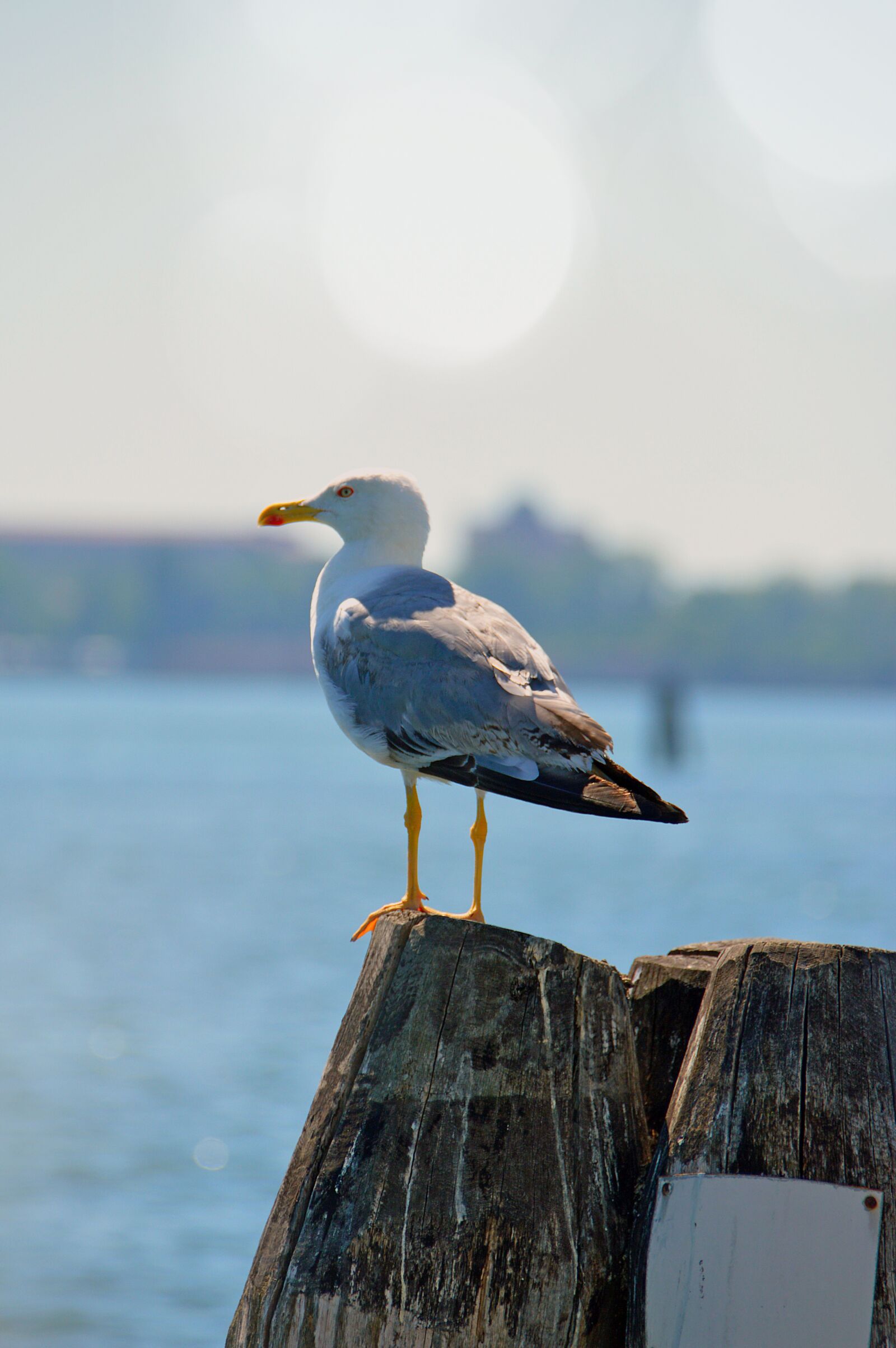 Nikon D3200 sample photo. Seagull, bird, sea bird photography