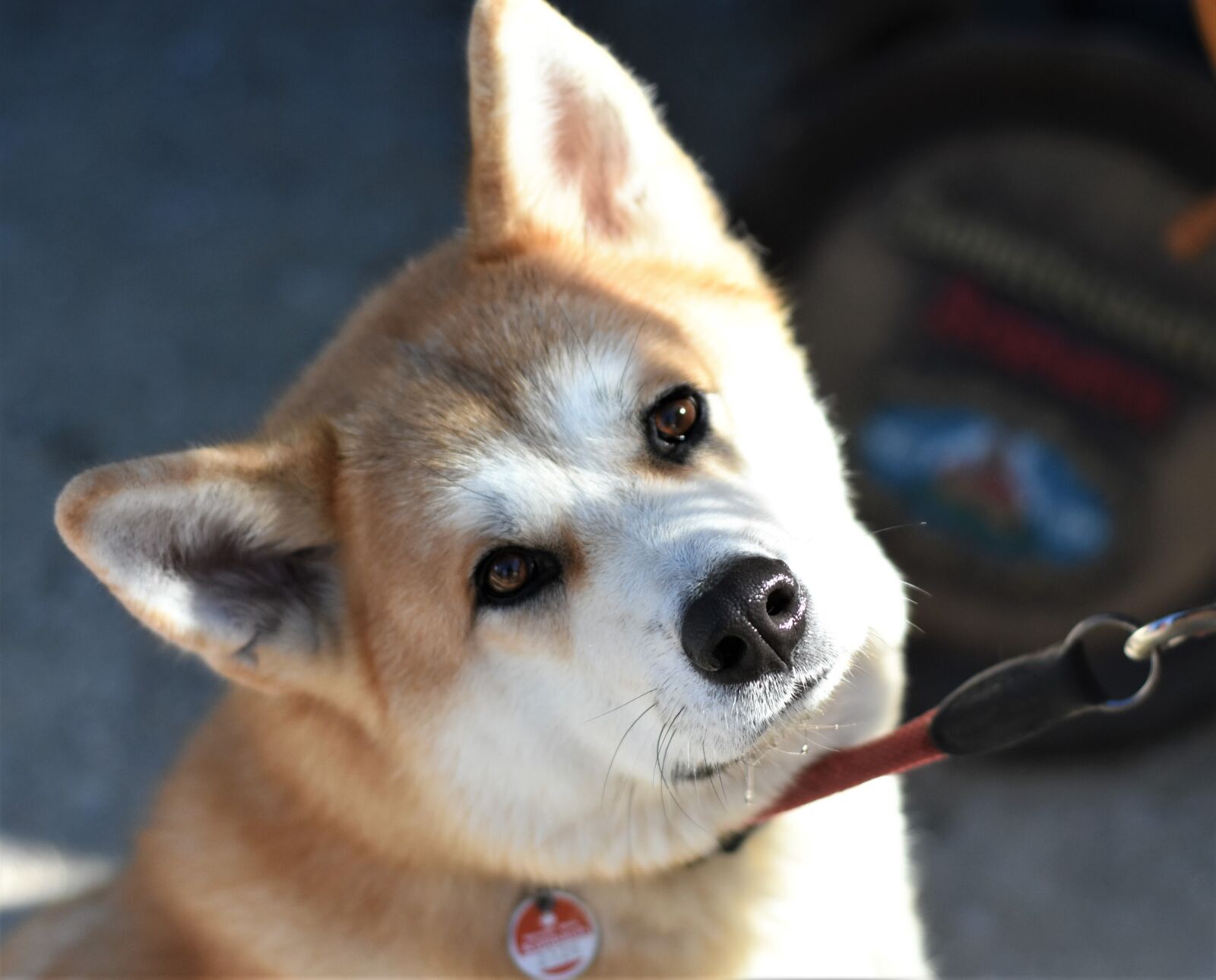 Nikon D7200 sample photo. Dog, race, akita inu photography