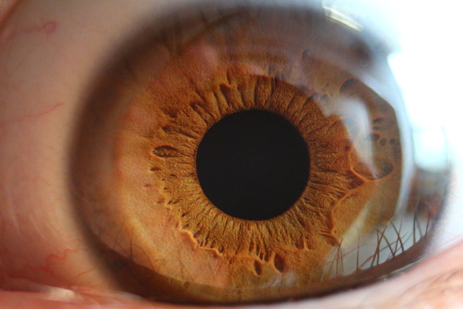 Canon EOS 100D (EOS Rebel SL1 / EOS Kiss X7) sample photo. Eye, pupil, iris photography