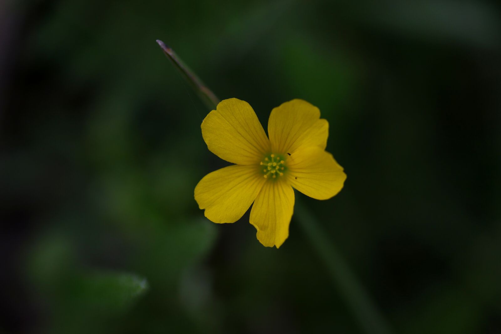 Canon EOS 7D Mark II sample photo. Flower, yellow, wild photography