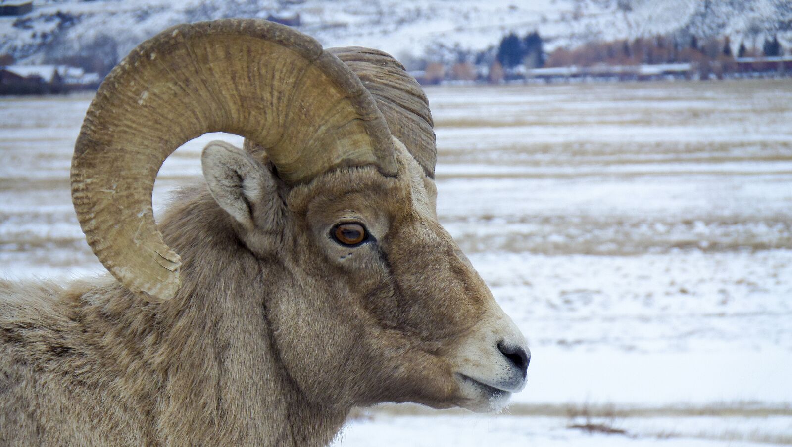 Samsung WB200F/WB201F/WB202F sample photo. Nature, animal, bighorn photography