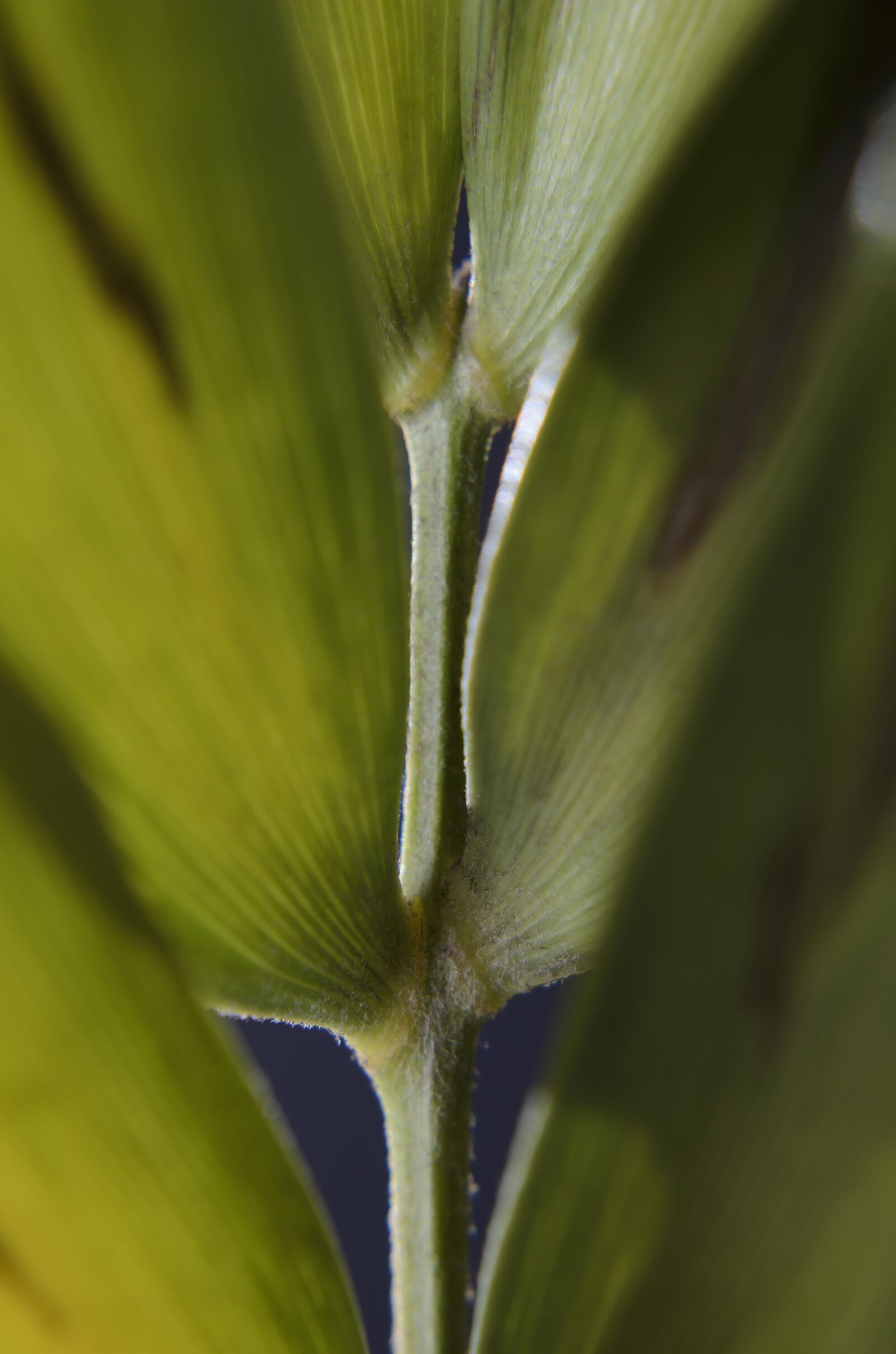 Nikon D7000 + Nikon AF-S Nikkor 50mm F1.8G sample photo. Abstract, abstrato, background, brazilian photography